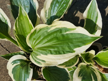 Hosta x fortunei "Patriot" - (Goldrand Funkie "Patriot" ),